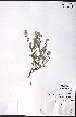  (Cryptantha torreyana - CCDB-23954-E06)  @11 [ ] CreativeCommons - Attribution (2015) University of Alberta Herbarium University of Alberta Herbarium