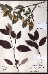  ( - CCDB-23954-E10)  @11 [ ] CreativeCommons - Attribution (2015) University of Alberta Herbarium University of Alberta Herbarium