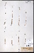  (Epilobium oregonense - CCDB-23954-E12)  @11 [ ] CreativeCommons - Attribution (2015) University of Alberta Herbarium University of Alberta Herbarium