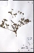  ( - CCDB-23954-F07)  @11 [ ] CreativeCommons - Attribution (2015) University of Alberta Herbarium University of Alberta Herbarium
