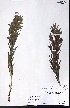  ( - CCDB-23954-F11)  @11 [ ] CreativeCommons - Attribution (2015) University of Alberta Herbarium University of Alberta Herbarium