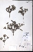  ( - CCDB-23954-G07)  @11 [ ] CreativeCommons - Attribution (2015) University of Alberta Herbarium University of Alberta Herbarium