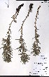  ( - CCDB-23954-G11)  @11 [ ] CreativeCommons - Attribution (2015) University of Alberta Herbarium University of Alberta Herbarium