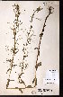  ( - CCDB-23954-G12)  @11 [ ] CreativeCommons - Attribution (2015) University of Alberta Herbarium University of Alberta Herbarium