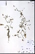  (Astragalus gracilis - CCDB-23954-H05)  @11 [ ] CreativeCommons - Attribution (2015) University of Alberta Herbarium University of Alberta Herbarium
