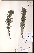  ( - CCDB-23954-H11)  @11 [ ] CreativeCommons - Attribution (2015) University of Alberta Herbarium University of Alberta Herbarium
