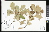  (Quercus ilicifolia - CCDB-23956-A02)  @11 [ ] CreativeCommons - Attribution (2015) Department of Agriculture Agriculture and Agri-Food Canada National Collection of Vascular Plants (DAO