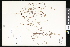  (Polygonum nuttallii - CCDB-23956-B01)  @11 [ ] CreativeCommons - Attribution (2015) Department of Agriculture Agriculture and Agri-Food Canada National Collection of Vascular Plants (DAO