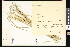  ( - CCDB-23956-B09)  @11 [ ] CreativeCommons - Attribution (2015) Department of Agriculture Agriculture and Agri-Food Canada National Collection of Vascular Plants (DAO