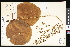  ( - CCDB-23956-C04)  @11 [ ] CreativeCommons - Attribution (2015) Department of Agriculture Agriculture and Agri-Food Canada National Collection of Vascular Plants (DAO