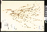  ( - CCDB-23956-G02)  @11 [ ] CreativeCommons - Attribution (2015) Department of Agriculture Agriculture and Agri-Food Canada National Collection of Vascular Plants (DAO