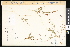  (Polygonum austiniae - CCDB-23956-H01)  @11 [ ] CreativeCommons - Attribution (2015) Department of Agriculture Agriculture and Agri-Food Canada National Collection of Vascular Plants (DAO