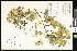  (Rosa hugonis - CCDB-23957-B09)  @11 [ ] CreativeCommons - Attribution (2015) Department of Agriculture Agriculture and Agri-Food Canada National Collection of Vascular Plants (DAO