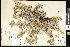  ( - CCDB-23957-B10)  @11 [ ] CreativeCommons - Attribution (2015) Department of Agriculture Agriculture and Agri-Food Canada National Collection of Vascular Plants (DAO