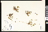  ( - CCDB-23957-G11)  @11 [ ] CreativeCommons - Attribution (2015) Department of Agriculture Agriculture and Agri-Food Canada National Collection of Vascular Plants (DAO