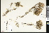  ( - CCDB-24799-C05)  @11 [ ] CreativeCommons - Attribution (2015) Department of Agriculture Agriculture and Agri-Food Canada National Collection of Vascular Plants (DAO