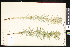  ( - CCDB-24799-C07)  @11 [ ] CreativeCommons - Attribution (2015) Department of Agriculture Agriculture and Agri-Food Canada National Collection of Vascular Plants (DAO