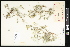 ( - CCDB-24799-C11)  @11 [ ] CreativeCommons - Attribution (2015) Department of Agriculture Agriculture and Agri-Food Canada National Collection of Vascular Plants (DAO