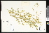  ( - CCDB-24799-D02)  @11 [ ] CreativeCommons - Attribution (2015) Department of Agriculture Agriculture and Agri-Food Canada National Collection of Vascular Plants (DAO