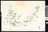  (Melilotus - CCDB-24799-F02)  @11 [ ] CreativeCommons - Attribution (2015) Department of Agriculture Agriculture and Agri-Food Canada National Collection of Vascular Plants (DAO