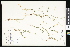  ( - CCDB-24799-H10)  @11 [ ] CreativeCommons - Attribution (2015) Department of Agriculture Agriculture and Agri-Food Canada National Collection of Vascular Plants (DAO