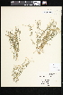  ( - CCDB-24820-A05)  @11 [ ] CreativeCommons - Attribution (2015) Department of Agriculture Agriculture and Agri-Food Canada National Collection of Vascular Plants (DAO