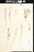  ( - CCDB-24820-B05)  @11 [ ] CreativeCommons - Attribution (2015) Department of Agriculture Agriculture and Agri-Food Canada National Collection of Vascular Plants (DAO