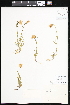  ( - CCDB-24820-B06)  @11 [ ] CreativeCommons - Attribution (2015) Department of Agriculture Agriculture and Agri-Food Canada National Collection of Vascular Plants (DAO