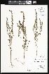  (Odontites vulgaris - CCDB-24820-C01)  @11 [ ] CreativeCommons - Attribution (2015) Department of Agriculture Agriculture and Agri-Food Canada National Collection of Vascular Plants (DAO