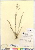  (Coleataenia rigidula - CCDB-24820-E10)  @11 [ ] CreativeCommons - Attribution (2015) Canadian Museum of Nature Canadian Museum of Nature