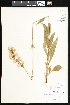  ( - CCDB-24820-F01)  @11 [ ] CreativeCommons - Attribution (2015) Department of Agriculture Agriculture and Agri-Food Canada National Collection of Vascular Plants (DAO