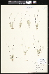  ( - CCDB-24820-F04)  @11 [ ] CreativeCommons - Attribution (2015) Department of Agriculture Agriculture and Agri-Food Canada National Collection of Vascular Plants (DAO