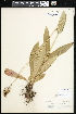  ( - CCDB-24820-G01)  @11 [ ] CreativeCommons - Attribution (2015) Department of Agriculture Agriculture and Agri-Food Canada National Collection of Vascular Plants (DAO