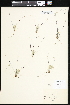  ( - CCDB-24820-G04)  @11 [ ] CreativeCommons - Attribution (2015) Department of Agriculture Agriculture and Agri-Food Canada National Collection of Vascular Plants (DAO