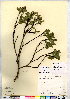  (Salix ballii - CCDB-24820-G12)  @11 [ ] CreativeCommons - Attribution (2015) Canadian Museum of Nature Canadian Museum of Nature