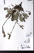  ( - CCDB-28092-A06)  @11 [ ] CreativeCommons - Attribution (2015) University of Alberta Herbarium University of Alberta Herbarium