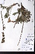  ( - CCDB-28092-B06)  @11 [ ] CreativeCommons - Attribution (2015) University of Alberta Herbarium University of Alberta Herbarium