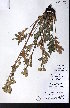 ( - CCDB-28092-C06)  @11 [ ] CreativeCommons - Attribution (2015) University of Alberta Herbarium University of Alberta Herbarium