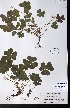  ( - CCDB-28092-C07)  @11 [ ] CreativeCommons - Attribution (2015) University of Alberta Herbarium University of Alberta Herbarium