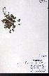  (Potentilla nana - CCDB-28092-D06)  @11 [ ] CreativeCommons - Attribution (2015) University of Alberta Herbarium University of Alberta Herbarium