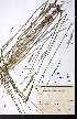  (Agropyron littorale - CCDB-28092-G09)  @11 [ ] CreativeCommons - Attribution (2015) University of Alberta Herbarium University of Alberta Herbarium