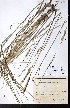  ( - CCDB-28092-G09)  @11 [ ] CreativeCommons - Attribution (2015) University of Alberta Herbarium University of Alberta Herbarium