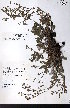 ( - CCDB-28092-H06)  @11 [ ] CreativeCommons - Attribution (2015) University of Alberta Herbarium University of Alberta Herbarium
