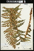  (Polystichum setigerum - CCDB-23395-A05)  @11 [ ] CreativeCommons - Attribution (2015) Agriculture and Agri-Food Canada Agriculture and Agri-Food Canada