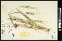  (Triticum - CCDB-23395-A10)  @11 [ ] CreativeCommons - Attribution (2015) Agriculture and Agri-Food Canada Agriculture and Agri-Food Canada