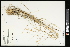  (Agropyron - CCDB-23395-B11)  @11 [ ] CreativeCommons - Attribution (2015) Agriculture and Agri-Food Canada Agriculture and Agri-Food Canada