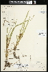  (Sparganium glomeratum - CCDB-23395-F08)  @11 [ ] CreativeCommons - Attribution (2015) Agriculture and Agri-Food Canada Agriculture and Agri-Food Canada