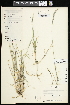  (Muhlenbergia andina - CCDB-23396-F11)  @11 [ ] CreativeCommons - Attribution (2015) Agriculture and Agri-Food Canada Agriculture and Agri-Food Canada