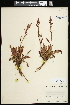  (Rumex paucifolius - CCDB-23955-D02)  @11 [ ] CreativeCommons - Attribution (2015) Agriculture and Agri-Food Canada Agriculture and Agri-Food Canada