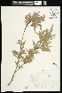  (Salix sessilifolia - CCDB-23955-D10)  @11 [ ] CreativeCommons - Attribution (2015) Agriculture and Agri-Food Canada Agriculture and Agri-Food Canada